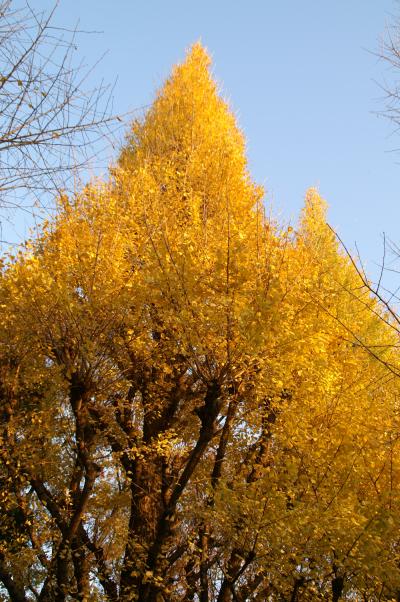 紅葉につられて