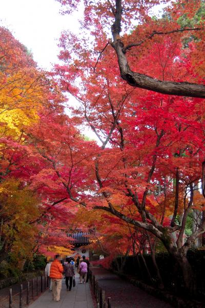 京都の紅葉◆2009盛秋「そうだ京都、行こう」の舞台、光明寺