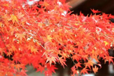 2009秋、紅葉の天竜寺(4/6)：褐葉の樹、紅葉の樹、方丈、精進料理の篩月、馬杉苔