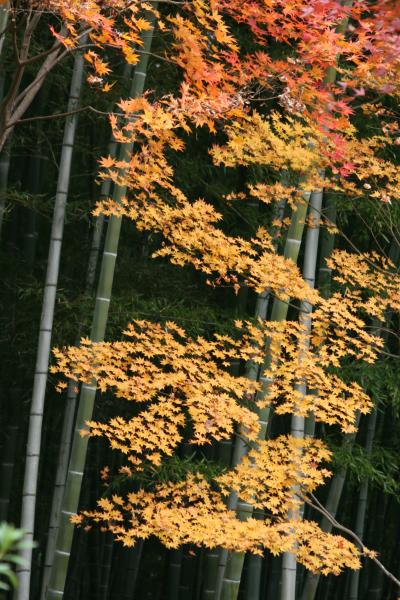2009秋、紅葉の天竜寺(5/6)：紅葉、褐葉、黄葉の境内、裏山の望京の丘からの眺望