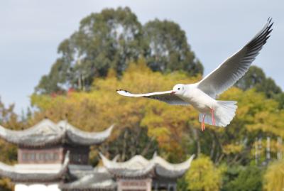 鶴見緑地のほほん記