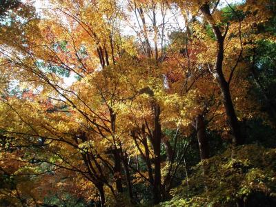 六甲全山縦走に挑戦②　菊水山～摩耶山　時間との戦い