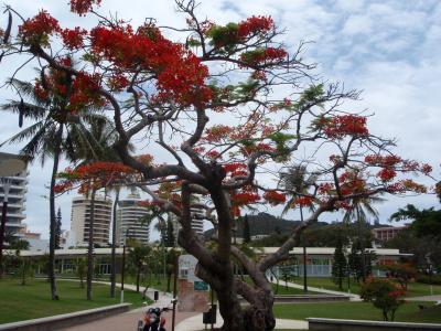 2009 イル・デ・パン　１日目 成田ーヌメアーイル・デ・パン