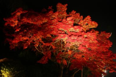 紅葉の讃岐(3) 光葉の栗林公園 ～2009年11月～