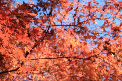 東京の紅葉　その2