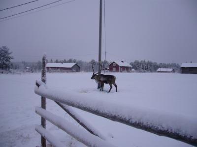 オーロラハンティング☆フィンランド＆ノルウェー旅行記 　【３】　トナカイ牧場
