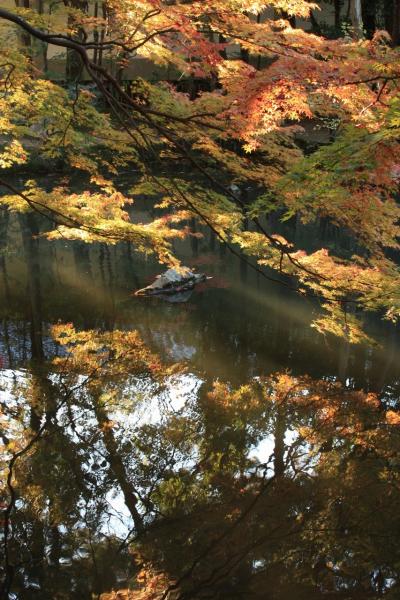 &#39;09紅葉の京都をユク－前編⑤　～天授庵の二つの庭園と紅葉～