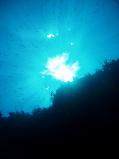 ２００９年お盆　抜群の透明度の大島ダイビング　２泊３日