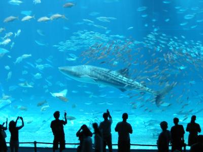 沖縄美ら海水族館と沖縄料理の旅