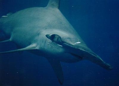 ガラパゴス　秘境ダイビング