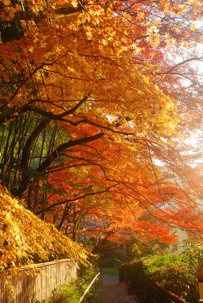 京都で紅葉狩り