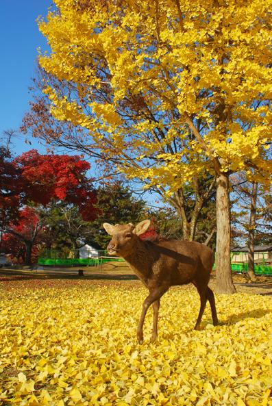 奈良で紅葉狩り