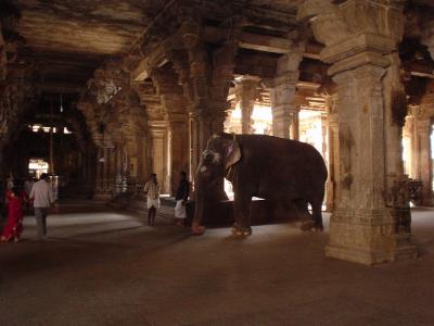 南インド６：　チルチラッパリ　「柱の彫刻がスゴイ」　ジャンブーケスワラ寺院
