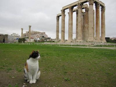 アテネ：猫