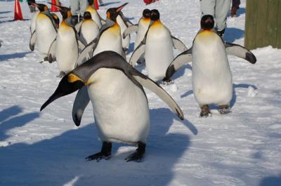 この冬、初のペンギンのお散歩