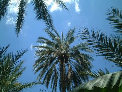 チュニジアその2