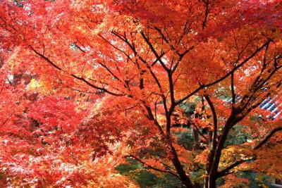 車で巡る秋の京都旅行