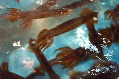 北斗星で行く夏の北海道