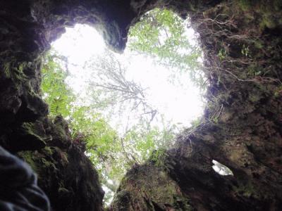 数千年の生命体