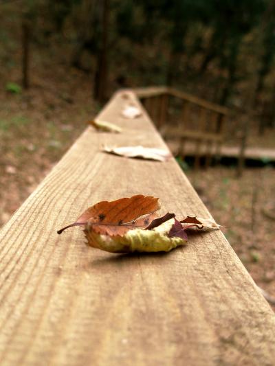 【栃木】②移り気な季節を耳で聞けば