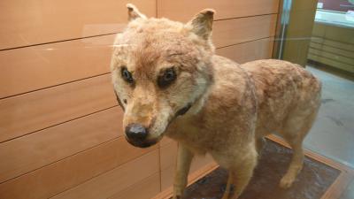 世界で６体・ニホンオオカミの展示
