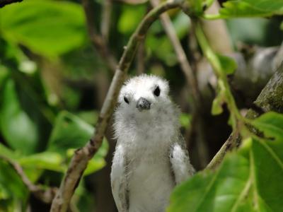セーシェル旅行記 その３／６