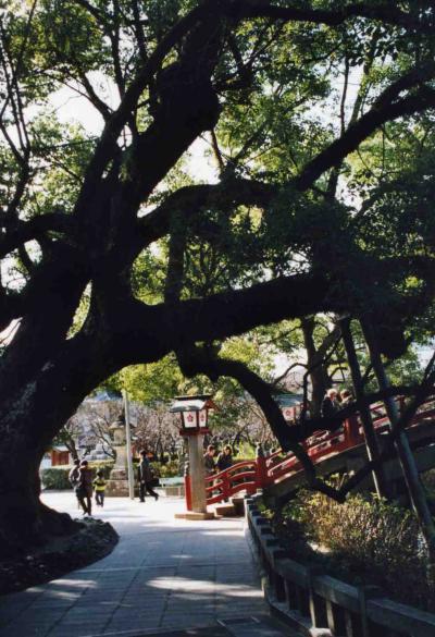 太宰府天満宮に行ってきました。