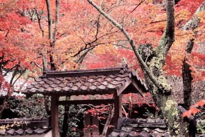 秋まっさかり０９