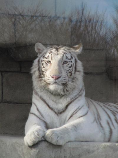 きっかけはイルミネーション！───はじめての東武動物公園（1）１番目当てはホワイトタイガーだけど@