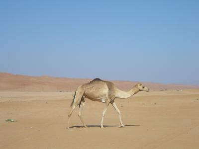 中東オマーン・アラビアンナイトなワヒバ砂漠へのドライブ旅行。
