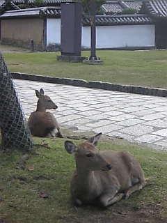 奈良・斑鳩