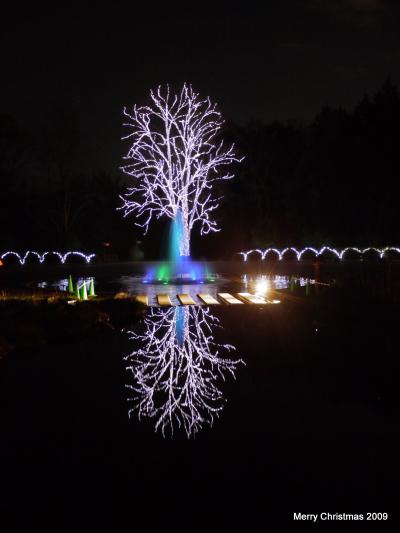 京の散歩道・Merry X'mas 府立植物園