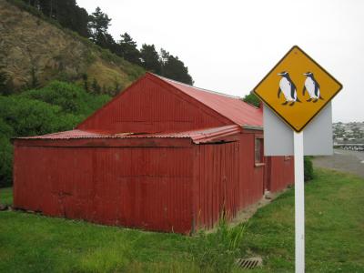 ’09-10南島ワイナリーめぐりと野生動物の旅⑨ペンギンの町オアマル 超可愛いブルーペンギン!