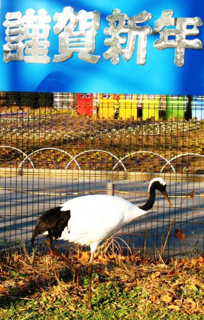 東武動物公園-1　タンチョウヅルで謹賀新年　☆野生環境を再現して