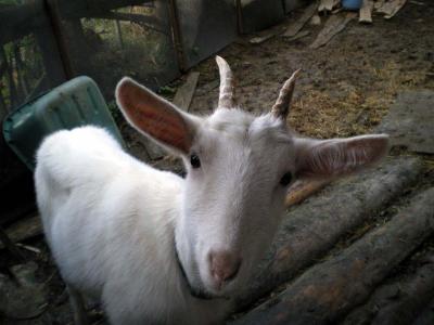 うえだサン家のヤギ達