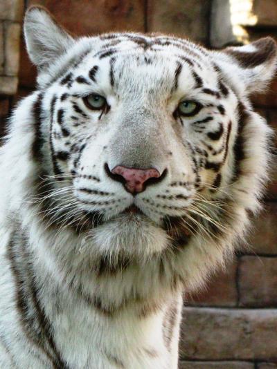 東武動物公園-2　ホワイトタイガー：寅年に参上　☆ライオン舎も新しく