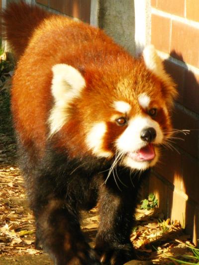 東武動物公園-6 レッサーパンダは愛嬌もの ☆木登りは撮れず