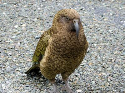 Kia Ora! Aotearoaでハネムーン② こっちがメイン?ミルフォードロード編