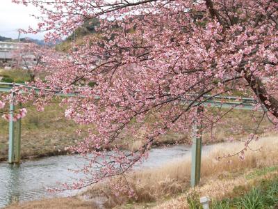 伊豆地方の早咲きの桜－河津桜と河津正月桜、土肥桜、あたみ桜