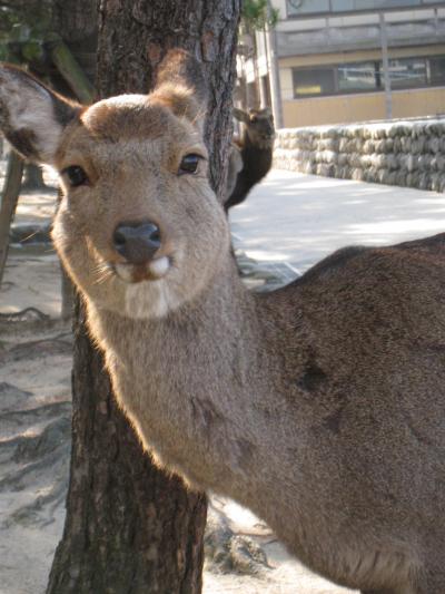 広島2泊4日の旅☆宮島~原爆ドーム編【2009】