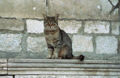 Germayから内戦跡の残る今はなき旧Yugoslaviaへの旅(Dubrovbik)