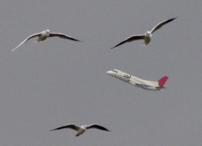 昆陽池公園　野鳥と飛行機のコラボレーション