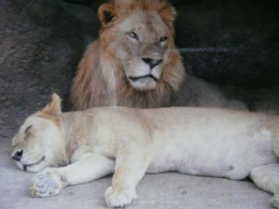 親子でにこにこマラリバー・サファリロジ（２）(バリ島）