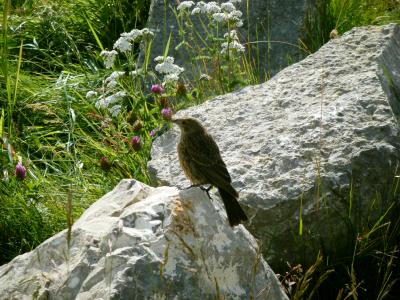 初海外ドライブINカナディアン・ロッキー③