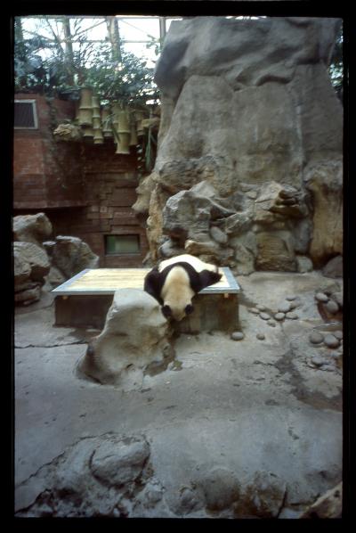 北京オンリー漫漫滞在記−北京動物園