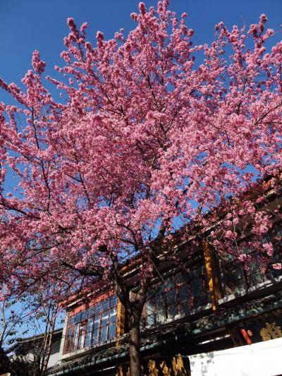 雲南is awesome!! vol.1(昆明;寝不足でナチュラルハイ)