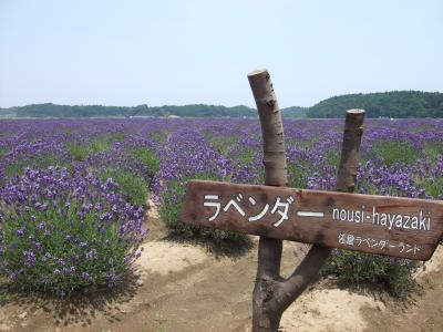 ♪佐倉ラベンダーランド