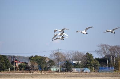 本埜村の白鳥　★房総紀行 (13) ★