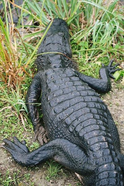 南フロリダ大自然ツアー(?!) 7 Everglades National Park 2