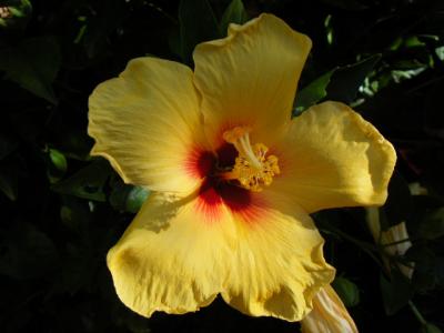 ２０１０年ハワイ旅行 ７日目